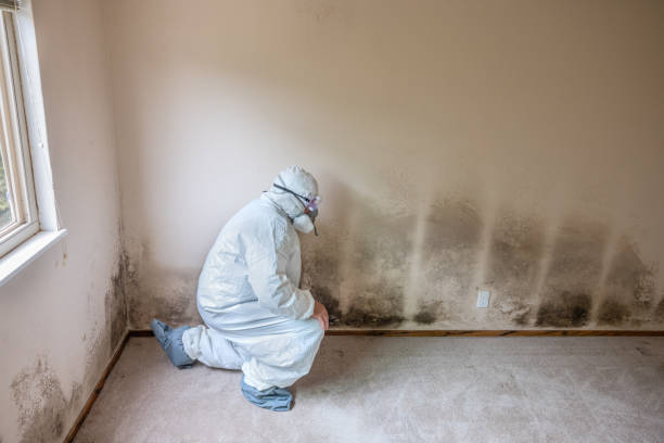 Best Commercial Mold Remediation in Nashville, AR